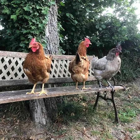 Rose With Seasonal Swimming Pool