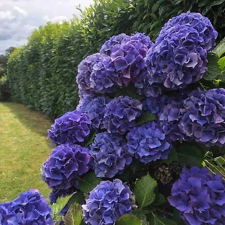 Rose With Seasonal Swimming Pool * Le Mesnil-Gilbert