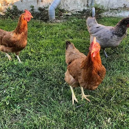 Rose With Seasonal Swimming Pool *