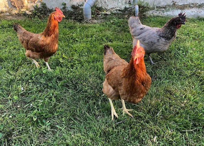 Rose With Seasonal Swimming Pool *